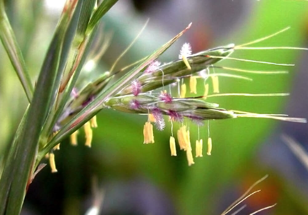 О гипнотическом аромате пальмарозы - когда опустишь руки... О гипнотическом аромате пальмарозы - когда опустишь руки...