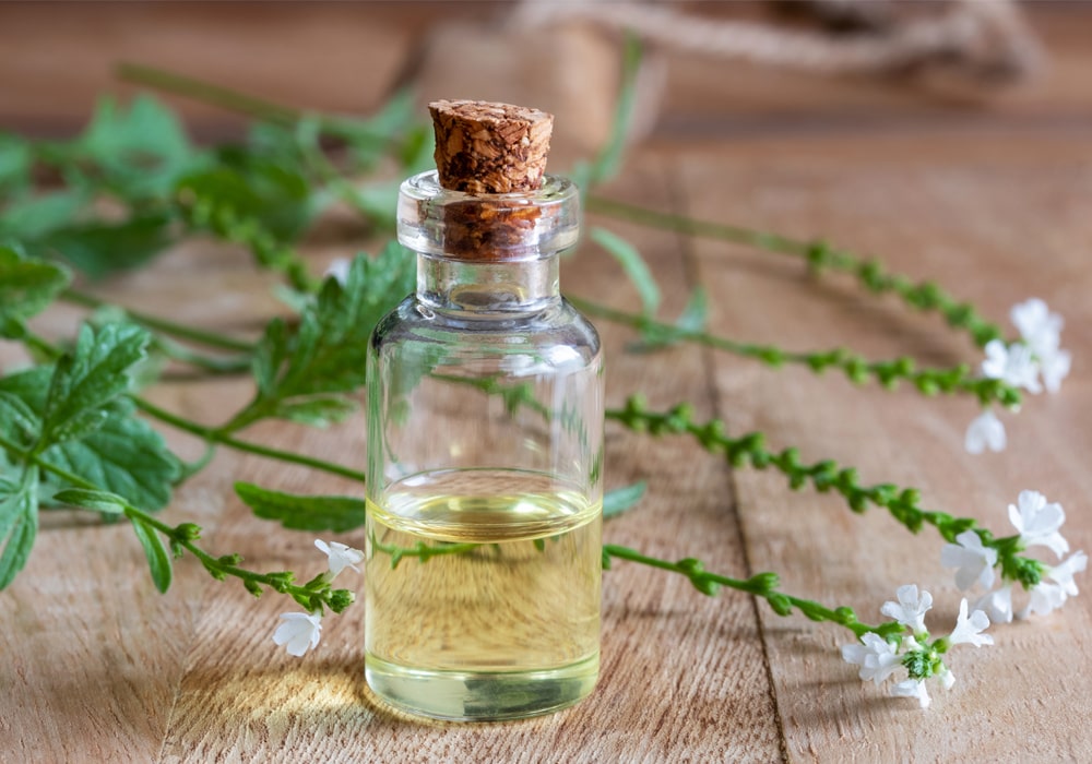 Вербена – запах свободы Вербена – запах свободы